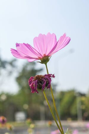 Cosmos flowers blooming in the gardenの写真素材