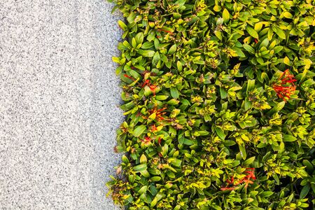 Green leaves texture background and stoneの写真素材