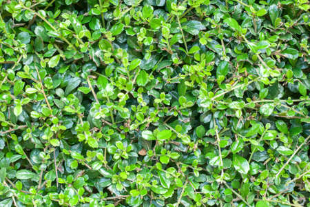 Green leaves texture backgroundの写真素材