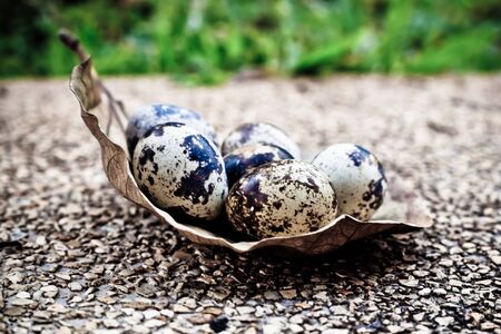 Easter of Quail egg with dark vintage tone.