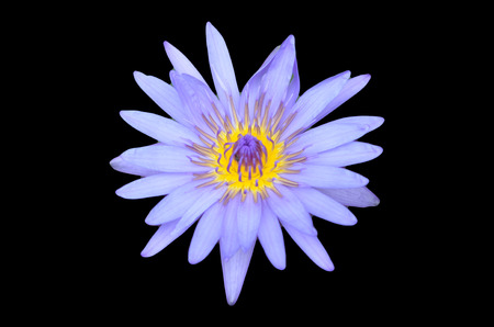 lotus on black backgroundの写真素材