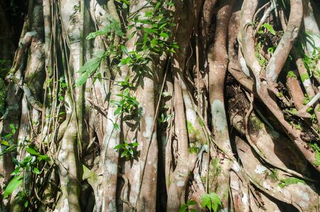 Old tree rootの写真素材