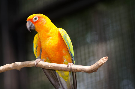 macow parrot on the tree