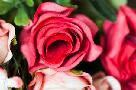 bouquet of rosesの写真素材