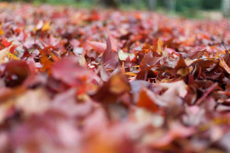 Background group autumn orange and red leaves. Outdoor.