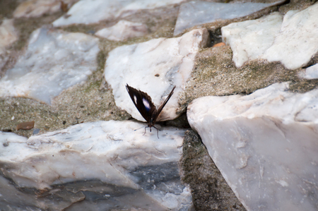 beautiful buttrefly on the rockの写真素材
