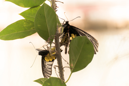 Monarch Butterfly on a green leavesの写真素材