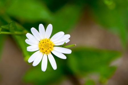 white flowers in the parkの写真素材