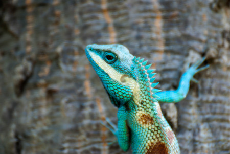 Green chameleon on a treeの写真素材