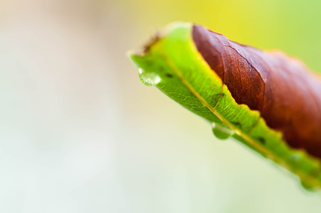 fresh green plant leaf with water drops close upの写真素材