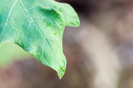 fresh green plant leaf with water drops close upの写真素材