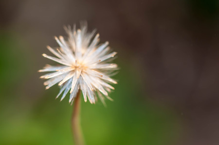 Macro grass beautiful of nature