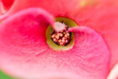 Pink euphorbia milii flowers blooming macroの写真素材