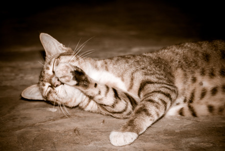 single cat is playing on a floorの写真素材