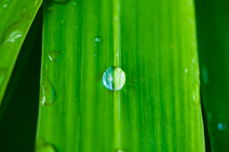 Water drops on fresh green leaf