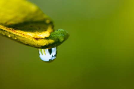 Water drops on fresh green leafの写真素材