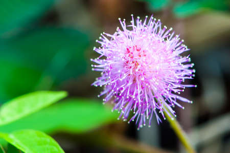 Sensitive plant - Mimosa pudica in green nature or in the garden