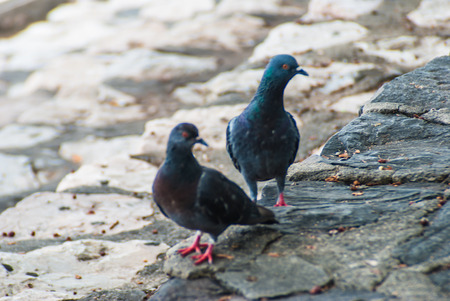 Pigeon walking on the floor