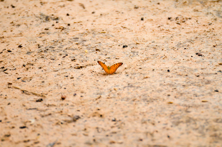 butterfly landed on the floor