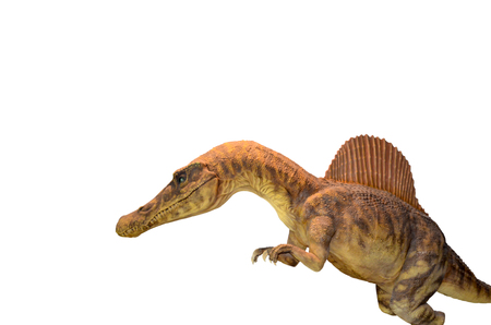dinosaur Isolated on white backgroundの写真素材