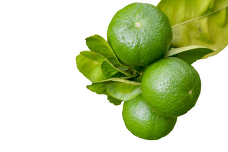 Growing Organic Lemons.Lemon Tree isolated on white background