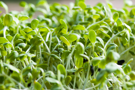 Green sprout growing from seedの写真素材