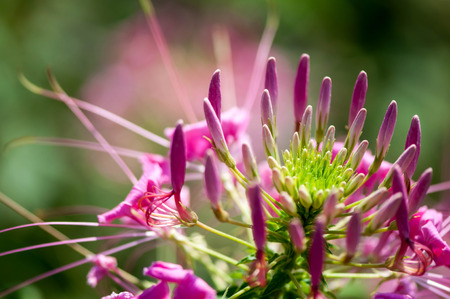 Pink Flower closeup and in detailの写真素材