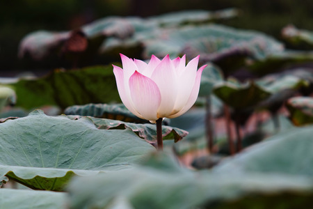 Pink lotus in a pondの写真素材