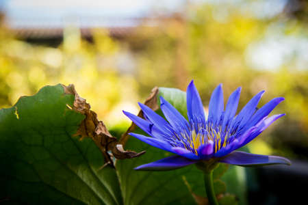 Water Lily or Water Liliesの写真素材