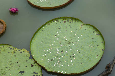 Coins on giant lotus leaves floating on the pond.の写真素材