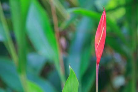 bird of paradise flowerの写真素材