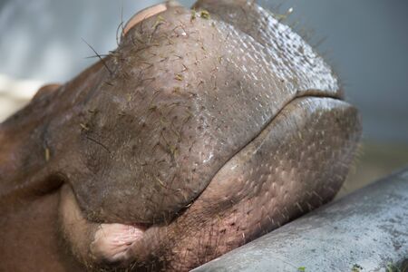 Hippo smileの写真素材