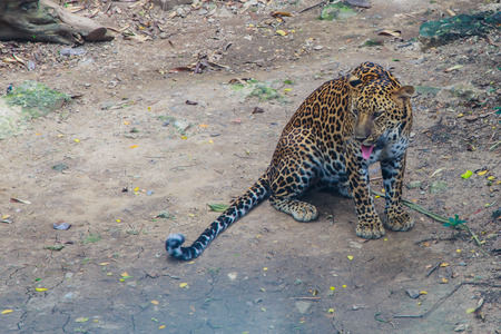Relaxed young leopardの写真素材
