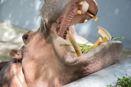 Hippo showing huge jaw and teethの写真素材