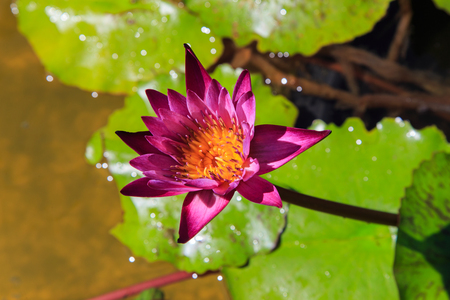 lotus bloom bee close up pollenの写真素材