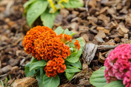 Cockscomb flower, other names - wool flower or brain celosia in a tropical garden.