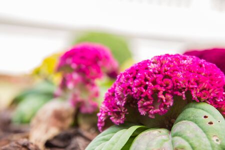 Cockscomb flower, other names - wool flower or brain celosia in a tropical garden.の写真素材
