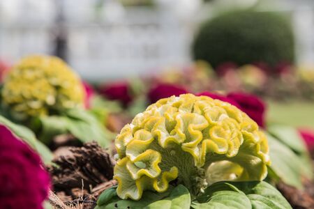 Cockscomb flower, other names - wool flower or brain celosia in a tropical garden.の写真素材