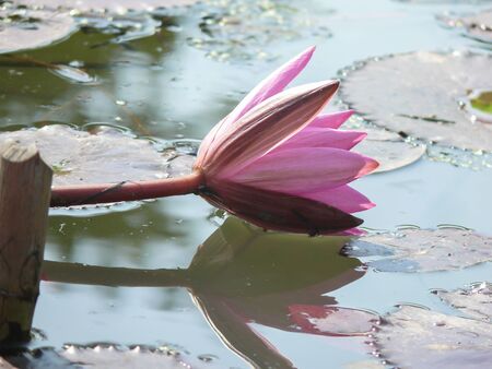 Pink lotus blossoms or water lily flowers blooming on pond in the gardenの写真素材