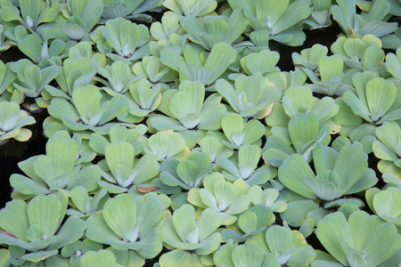 Duckweed in pondの写真素材