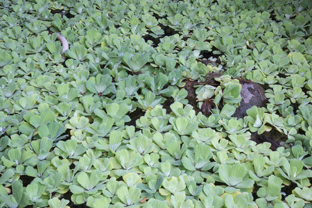 Duckweed in pondの写真素材
