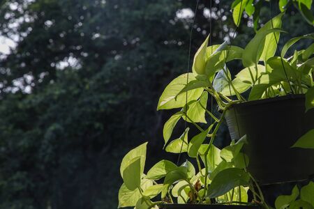 natural spring green backgroundの写真素材