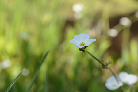 flowerの写真素材
