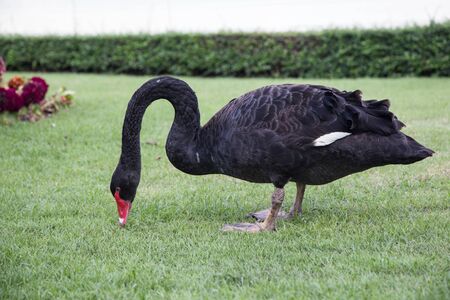 Black swan, Cygnus atratus, a black bird.の写真素材
