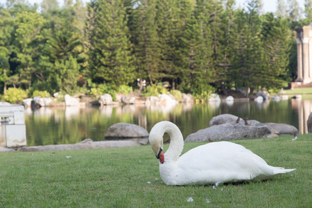 The head of the white swan in the green background.の写真素材