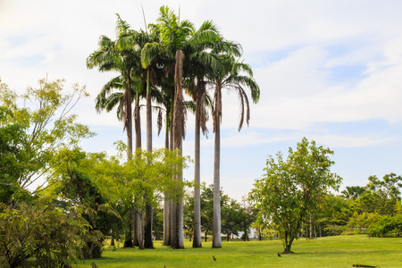 Garden in Suan Luang Rama 9 public park, Thailandの写真素材