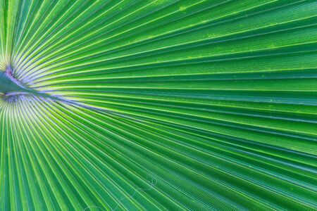 Green palm leaf in details.の写真素材