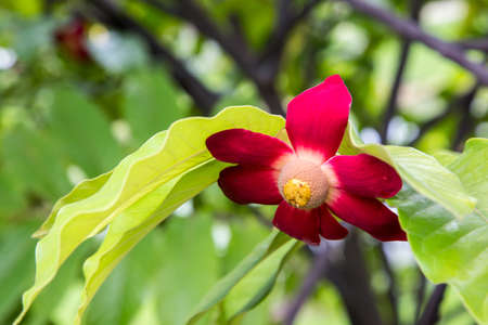 Fresh leaves and Red Flowers.の写真素材