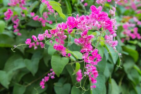 Pink Confederate vine; Coral vine; Mexican coral vine; Mexican creeper; Queen's jewels; Queen's wreath flower in the garden.の写真素材