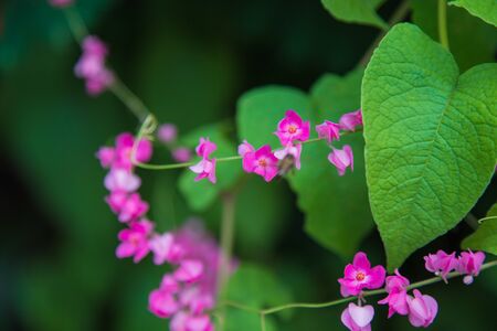 Pink Confederate vine; Coral vine; Mexican coral vine; Mexican creeper; Queen's jewels; Queen's wreath flower in the garden.の写真素材